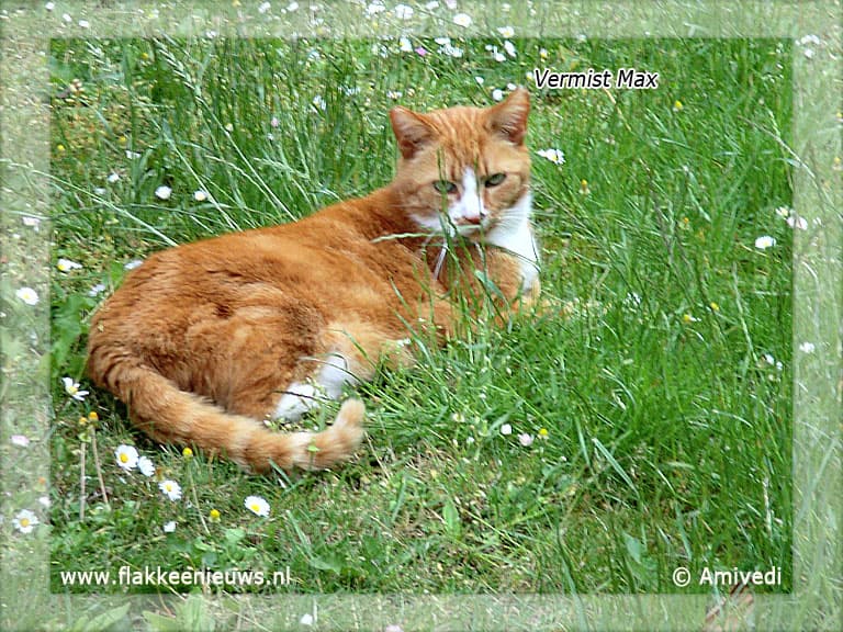 Gevonden en vermiste huisdieren week 32-2011