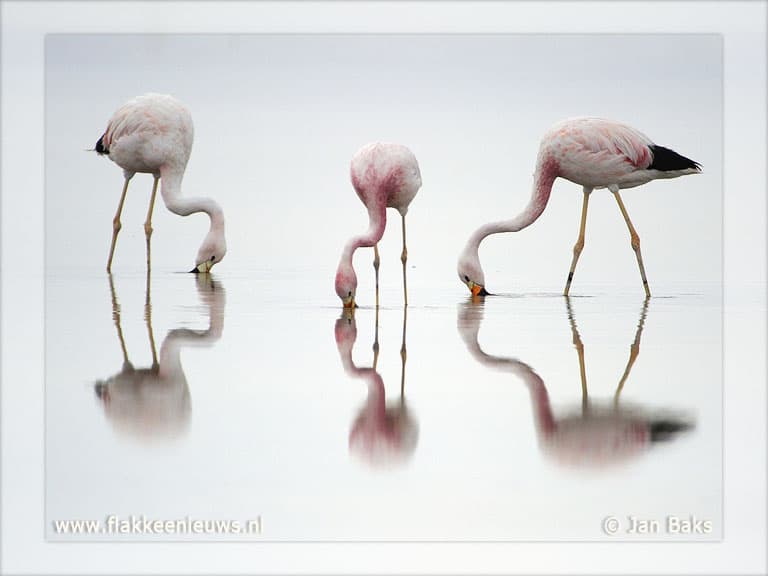 Fotograaf uit Goedereede genomineerd