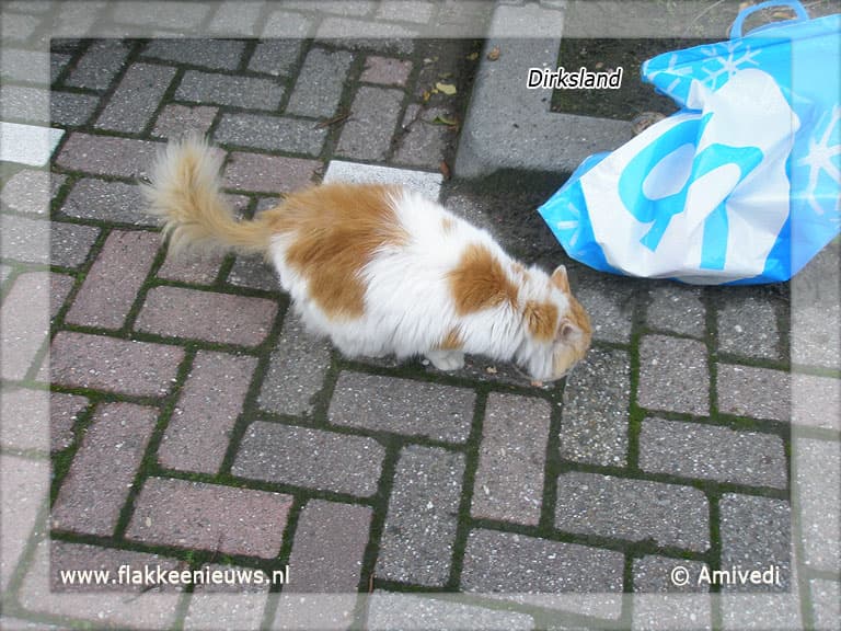 Gevonden en vermiste huisdieren week 38-2011