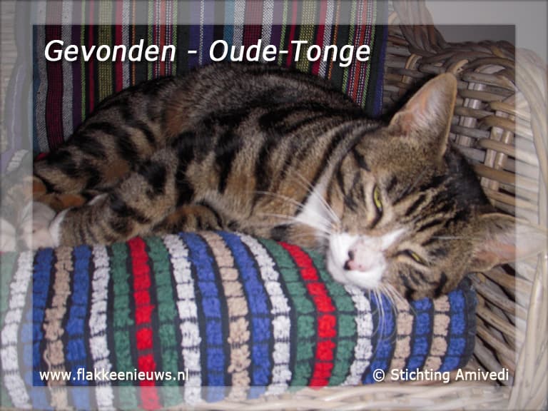 Gevonden en vermiste huisdieren week 1-2011