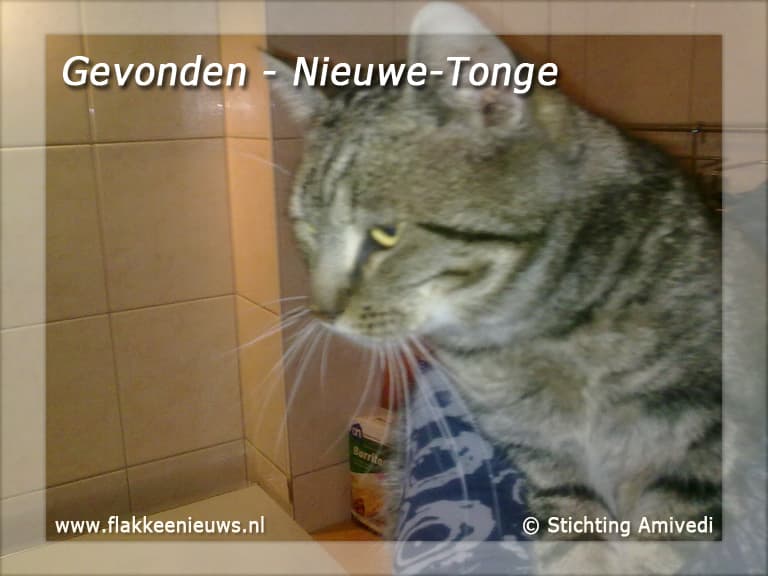Gevonden en vermiste huisdieren week 1-2011
