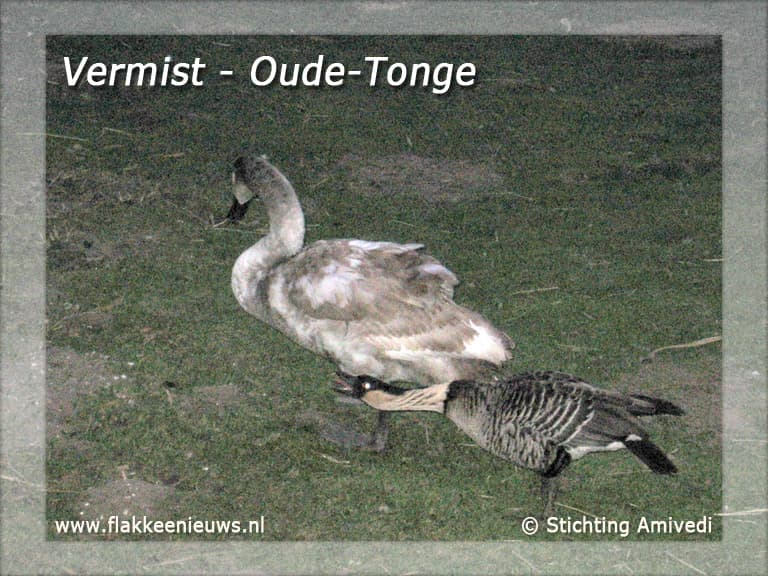Gevonden en vermiste dieren week 10-2011