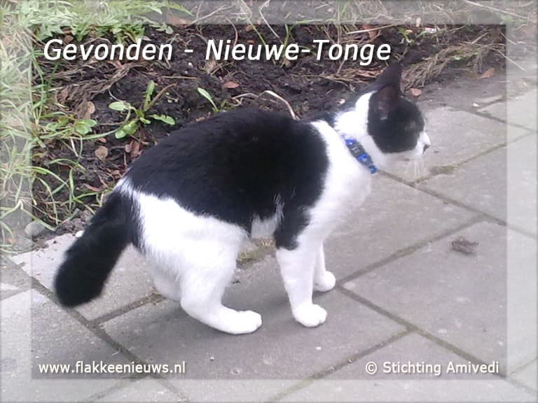 Gevonden en vermiste dieren week 10-2011