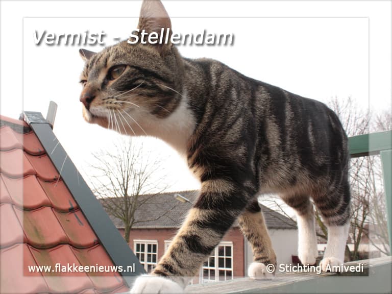 Gevonden en vermiste huisdieren week 20-2011