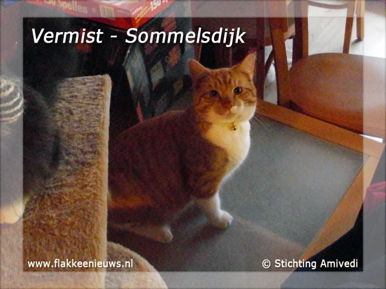 Gevonden en vermiste huisdieren week 20-2011