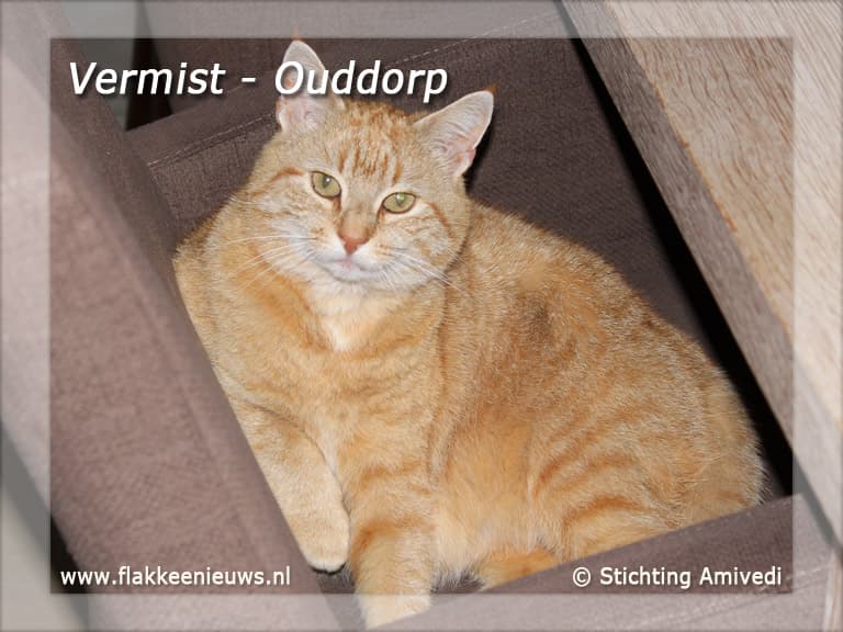 Gevonden en vermiste huisdieren week 25-2011