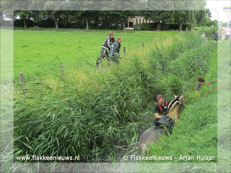 Brandweer redt paard uit de sloot