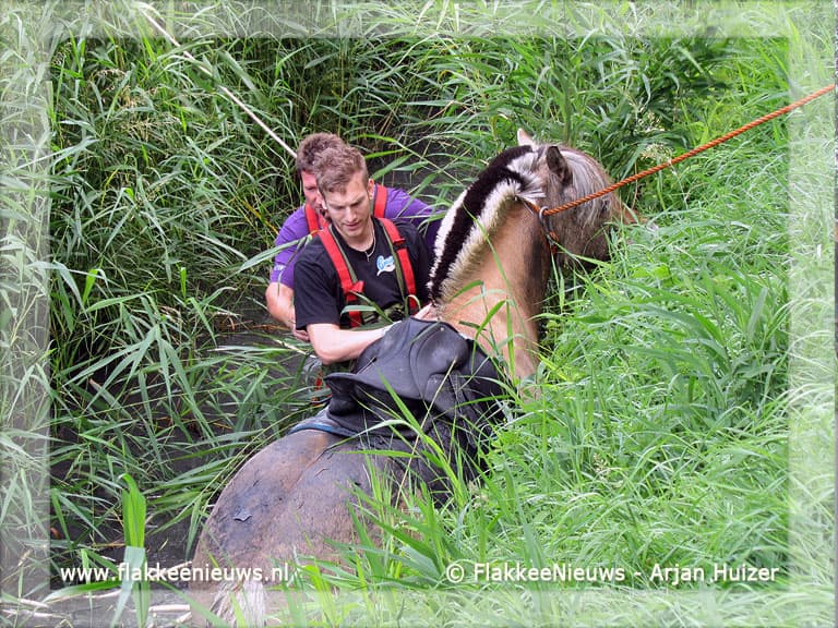 Brandweer redt paard uit de sloot