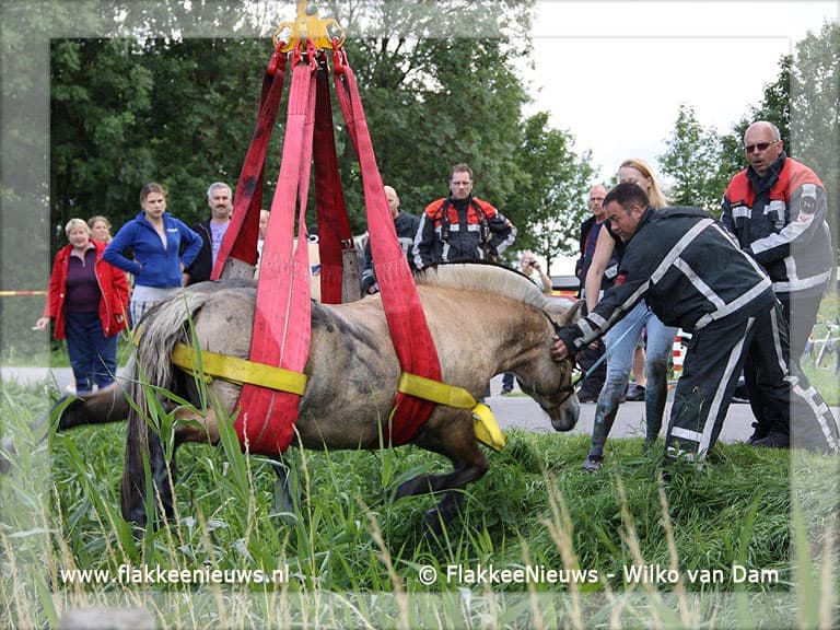Brandweer redt paard uit de sloot