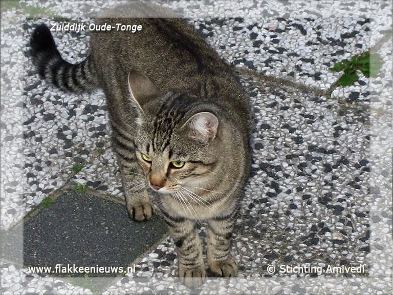 Gevonden en vermiste huisdieren week 34-2011