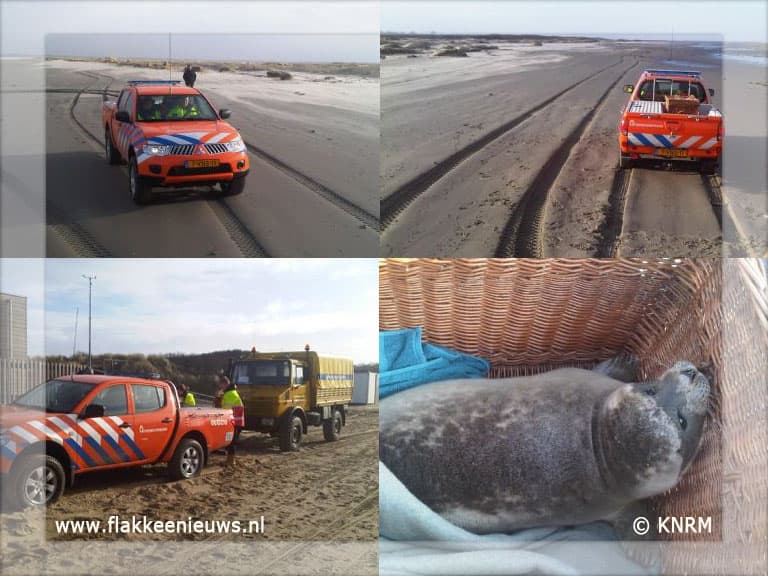 Reddingsbrigade en KNRM gealarmeerd voor zeehond