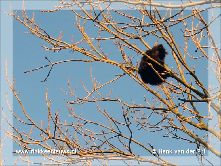 Brandweer helpt kat uit de boom