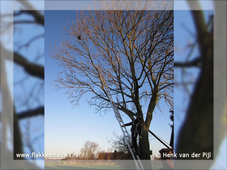 Brandweer helpt kat uit de boom