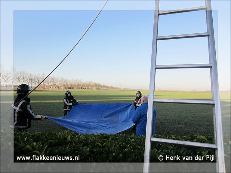 Brandweer helpt kat uit de boom