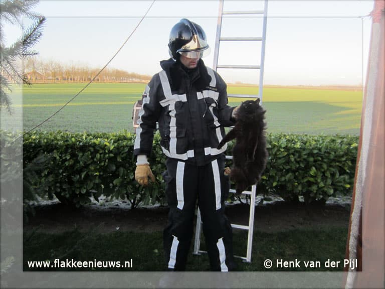 Brandweer helpt kat uit de boom