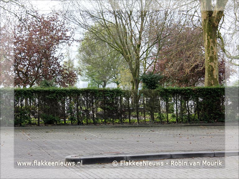 Begraafplaats Middelharnis krijgt nieuwe haag