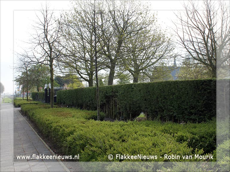 Begraafplaats Middelharnis krijgt nieuwe haag