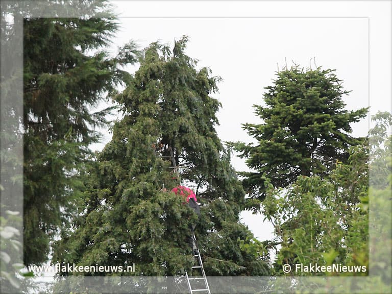 Vogel vast in top van boom