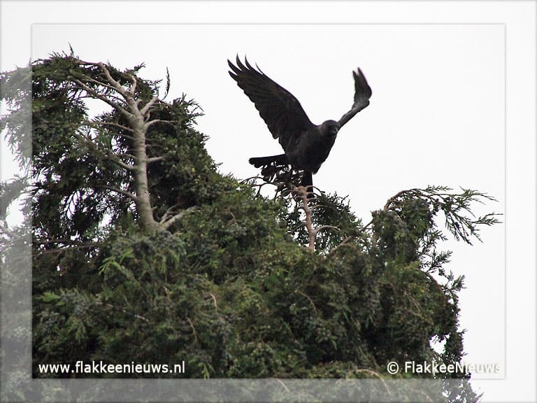 Vogel vast in top van boom