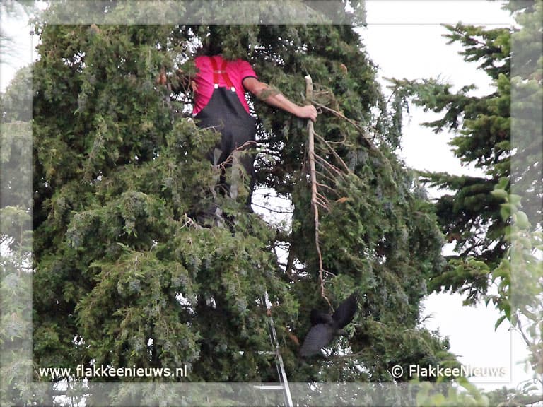 Vogel vast in top van boom