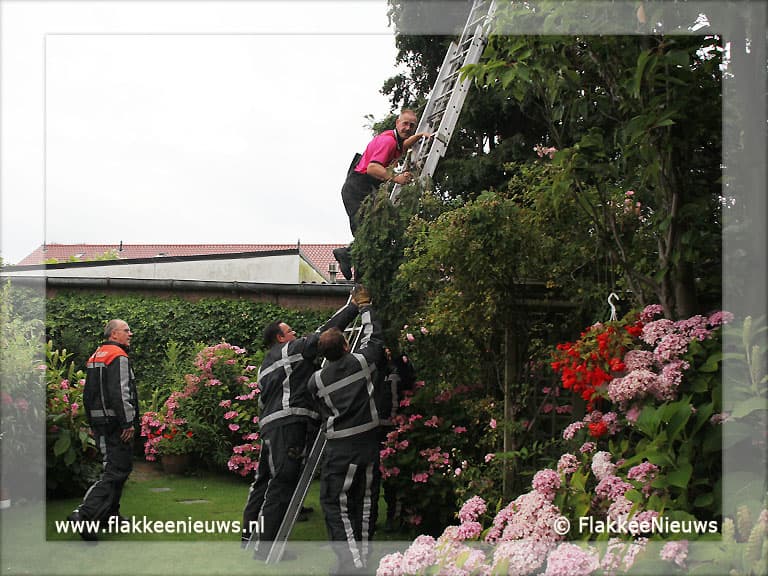 Vogel vast in top van boom