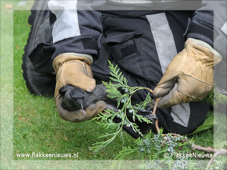 Vogel vast in top van boom