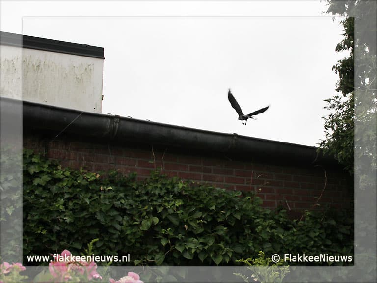 Vogel vast in top van boom