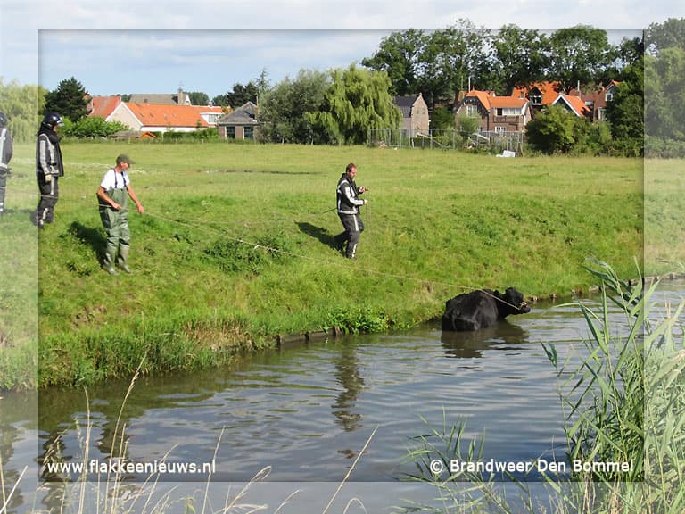 Brandweer redt koe uit de sloot