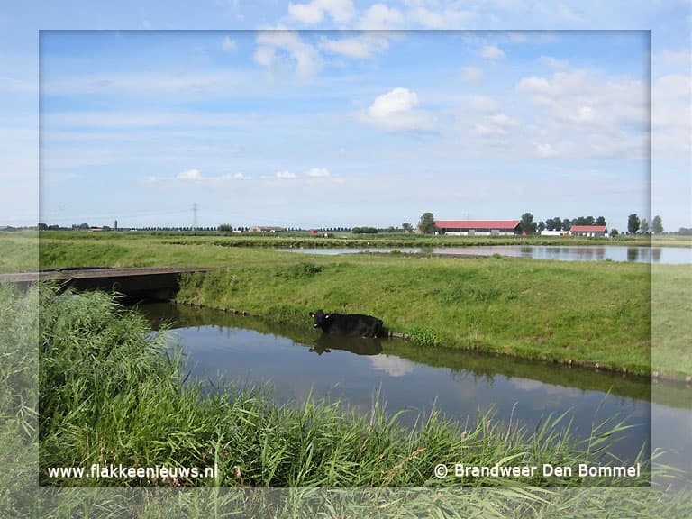 Brandweer redt koe uit de sloot