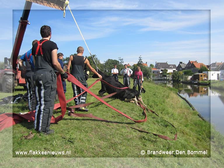 Brandweer redt koe uit de sloot