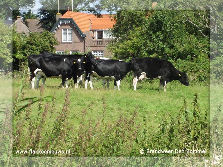 Brandweer redt koe uit de sloot