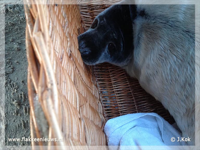 11 Dagen 'jonge' zeehond gered