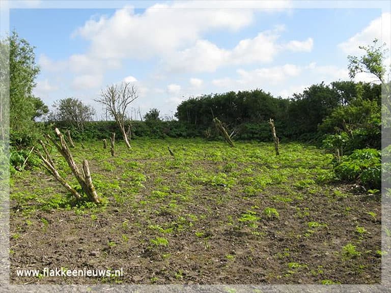 Hennepplantage ontdekt in Scheelhoekbos Stellendam
