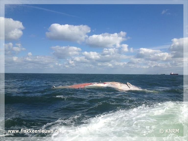 Dode walvis bij Stellendam gevonden