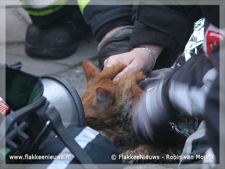 Brandweer haalt kat uit brandende woning