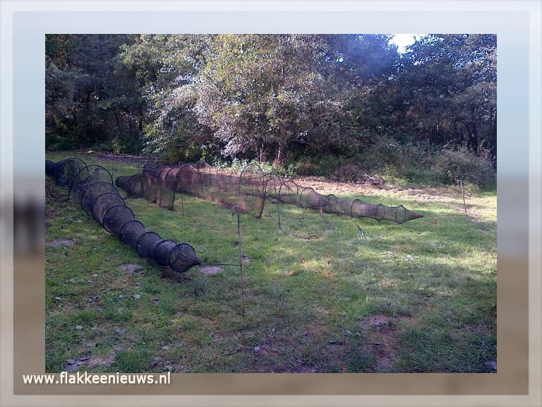 Illegale vispraktijken op Goeree-Overflakkee