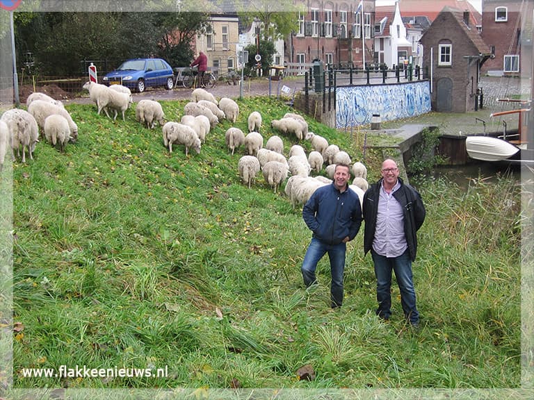 Grazende schapen in plaats van maaiende machines