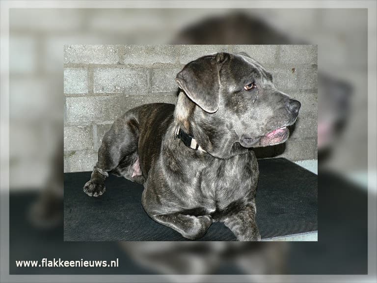 Rotterdammer laat hond achter bij Brouwersdam
