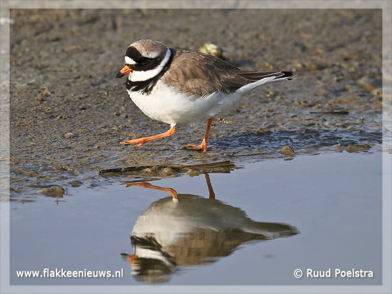 Rustgebied in Goereese duinen voor broedende kustvogels