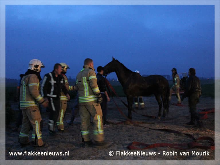 Paard met veel mankracht uit de sloot gered