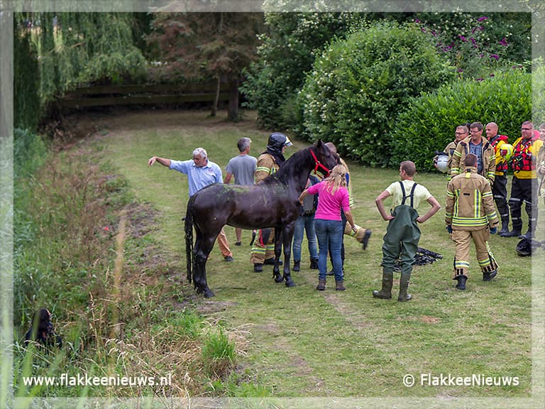 Veel hulpdiensten naar een paard te water