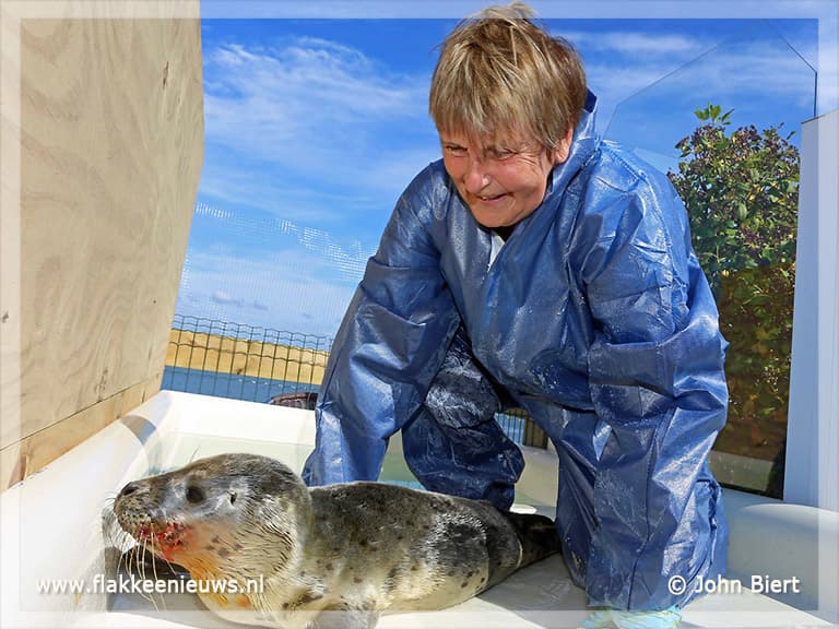 Eerste zeehond in opvang Stellendam