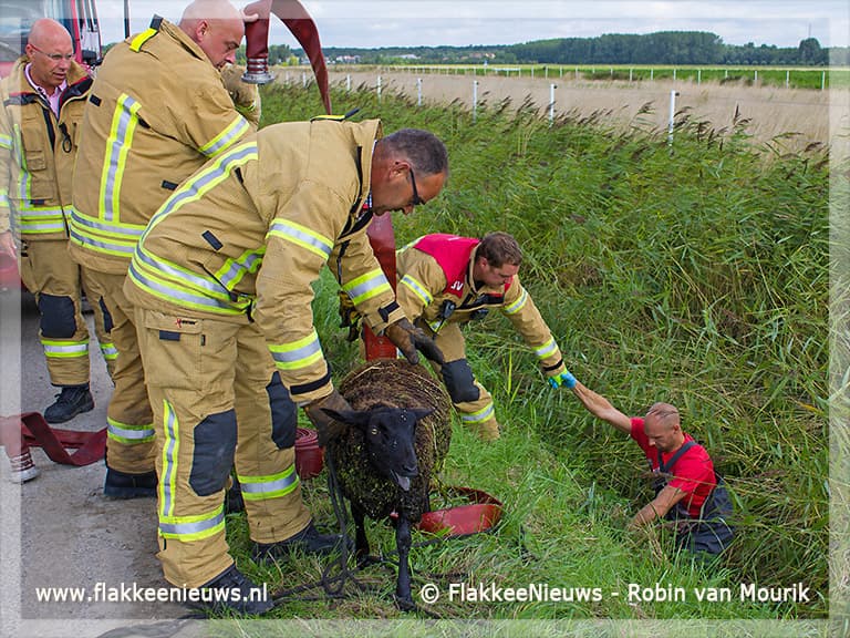 Containerbrand en schaap in de sloot