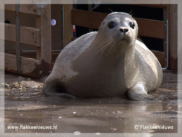 Vrijwilliger bij de zeehondencrèche worden?