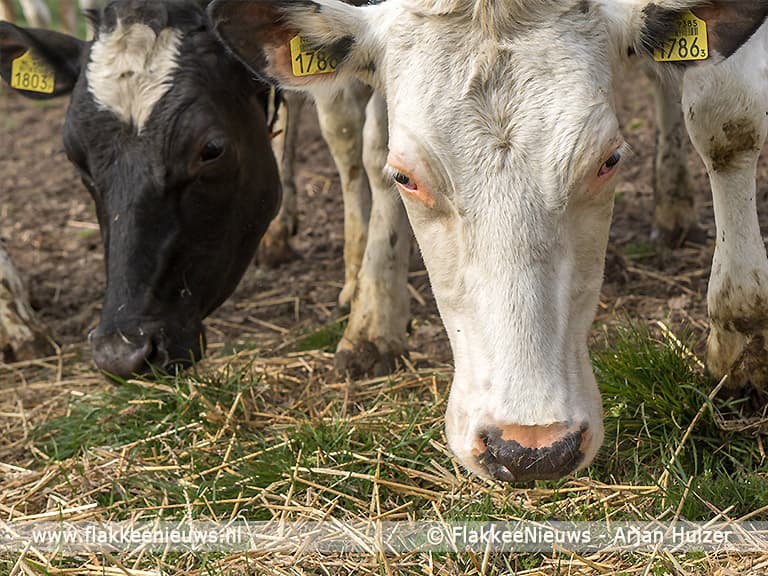 Sommelsdijkse koeien mogen de wei weer in