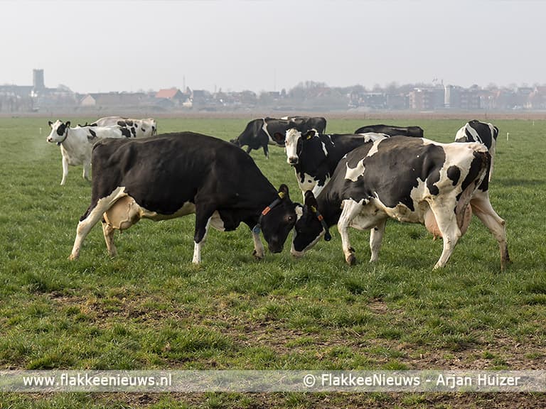 Sommelsdijkse koeien mogen de wei weer in
