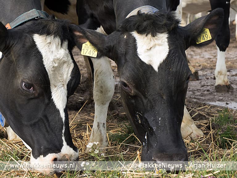 Sommelsdijkse koeien mogen de wei weer in