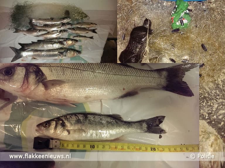 Illegaal gevangen vis naar zeehondenopvang