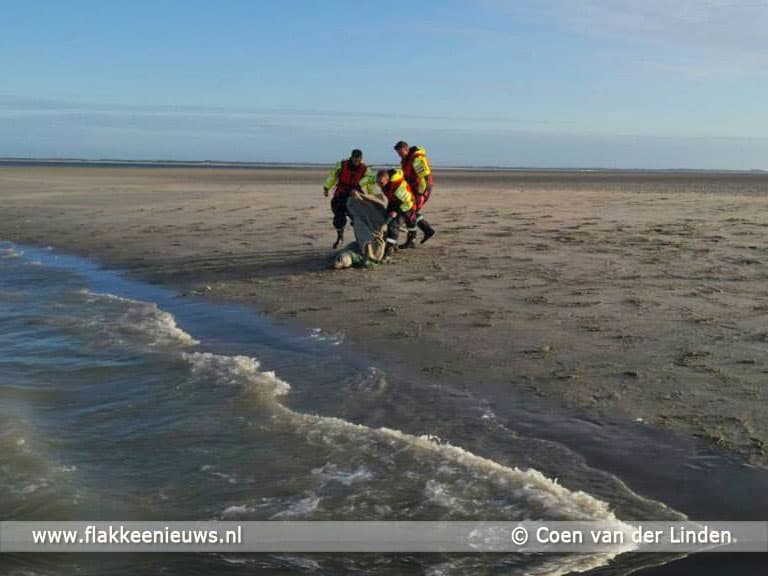 KNRM schiet zeehond te hulp