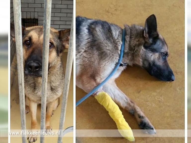 Politie treft verwaarloosde honden aan